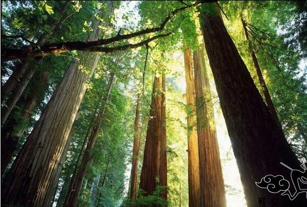 林芝、雅魯藏布大峽谷、日喀則、珠峰九日游